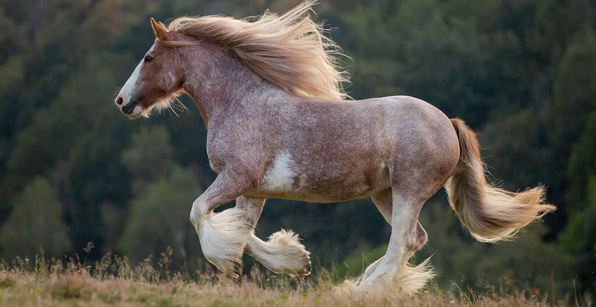 Lady Marmalade - Gypsy Cob Broodmare