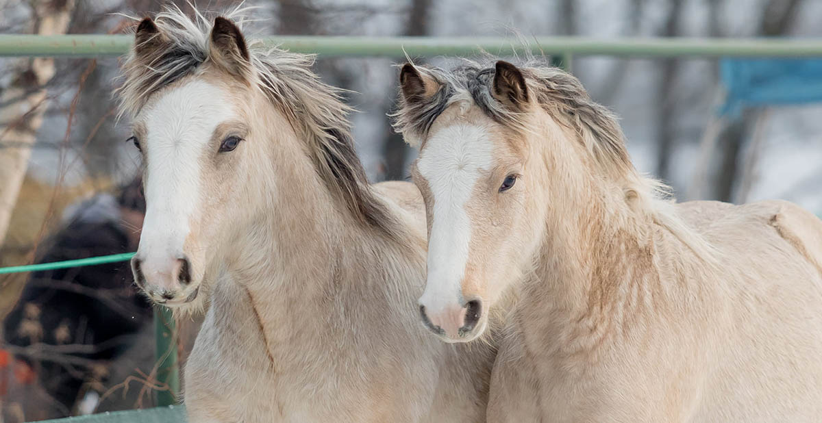 Gypsy Cob Twin Foals