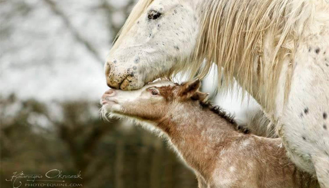 Gypsy Cob mare, Circus Girl and her 3 days old colt @McCartney Stud