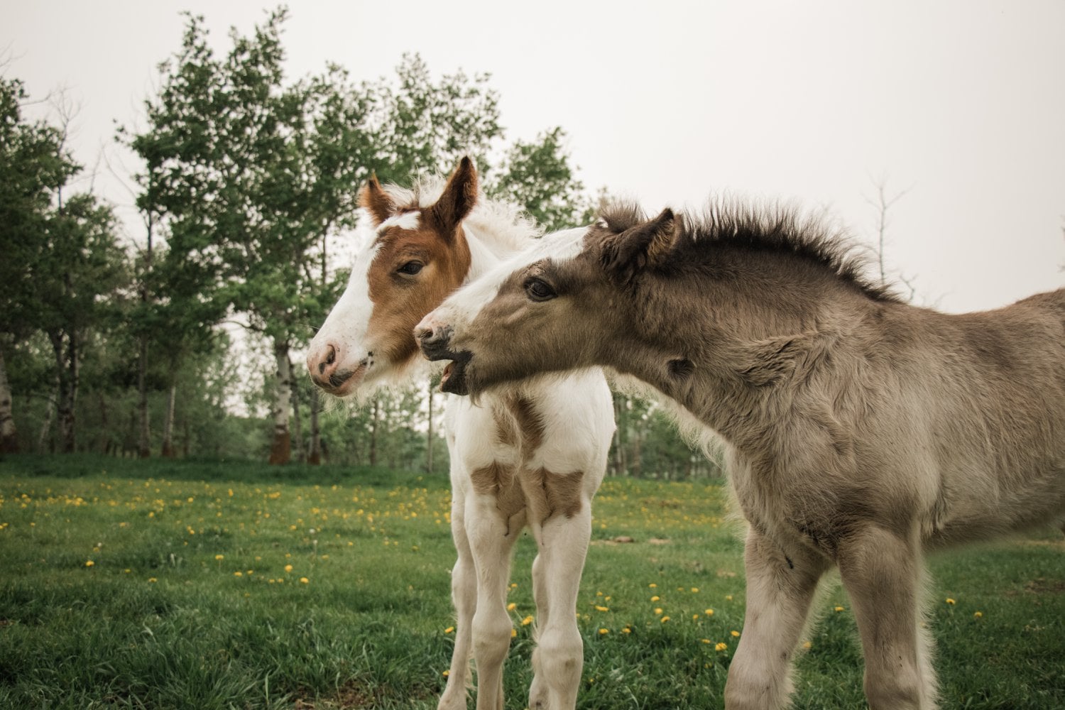 Gypsy Foals