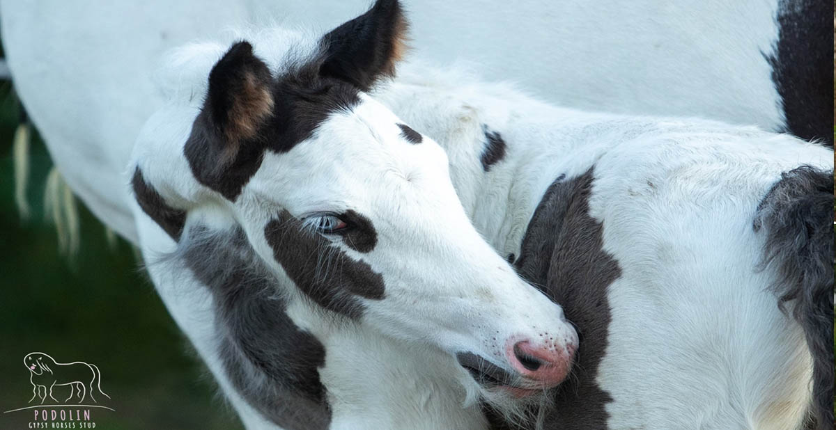 Gypsy Horse Breeder, Podolin Stud