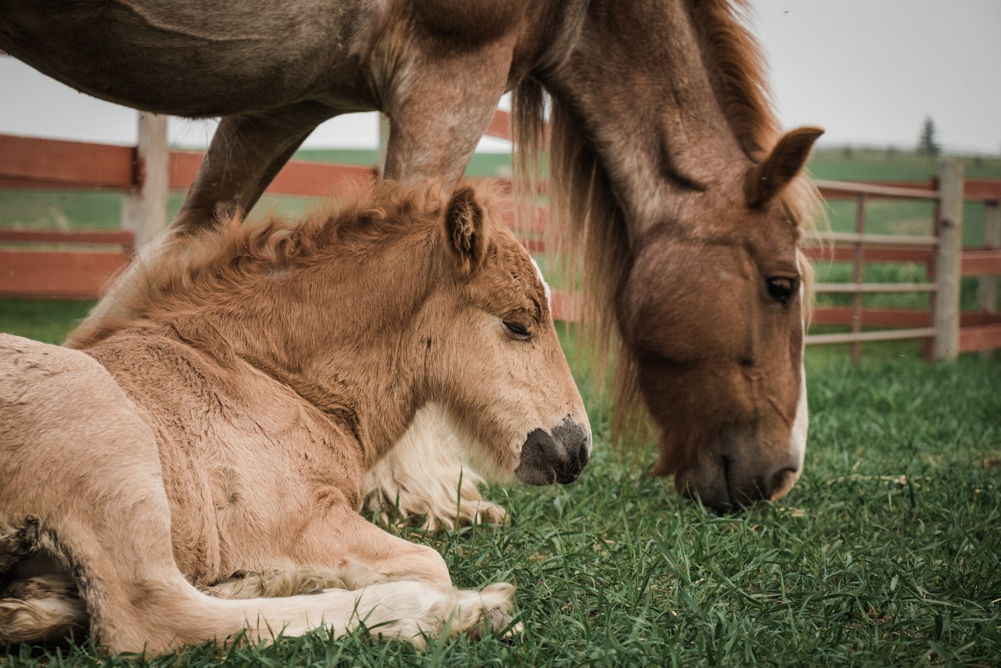 Gypsy Horse Breeder