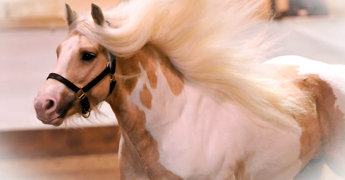 Gypsy Horses Of Horn Hill, Canada