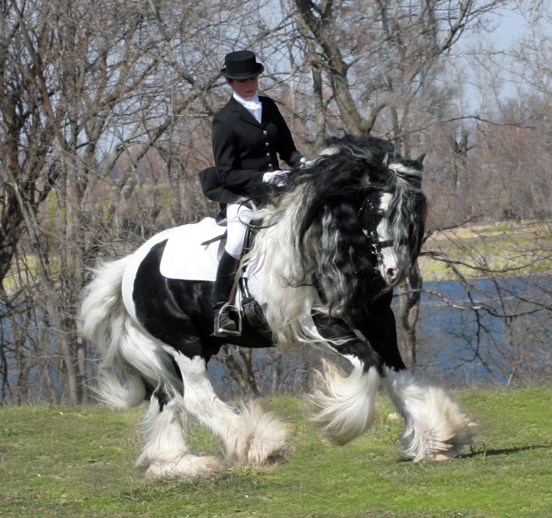 Gypsy Vanner Stallion - Lake Ridge British Sterling