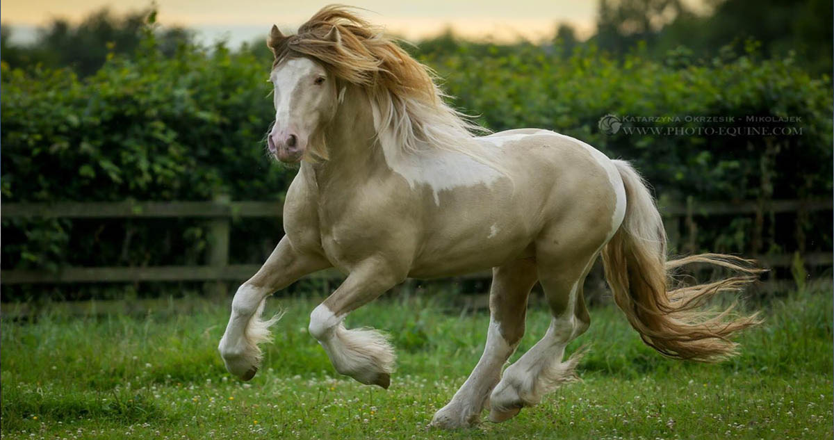 Banoffee - Pearl and White Gypsy Vanner Stallion  @McCartney Stud