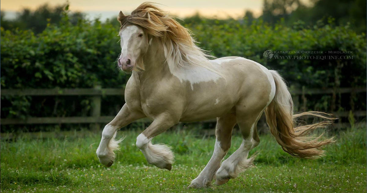Banoffee - Pearl and White Gypsy Vanner Stallion @McCartney Stud