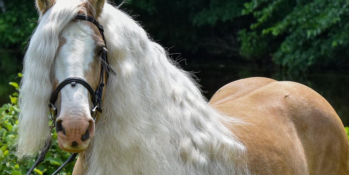 13.2hh Gypsy Vanner Stallion, Romeo : Villa Vanners