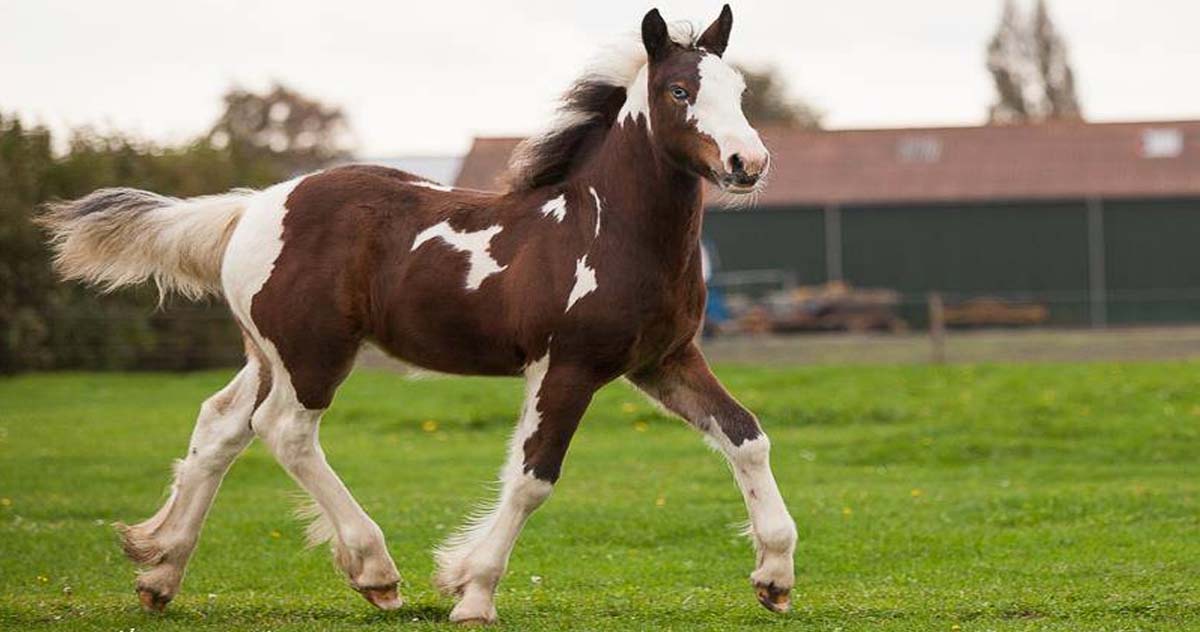 Beautiful Gypsy Horse Foals / Images Of Gypsy Vanner Horses