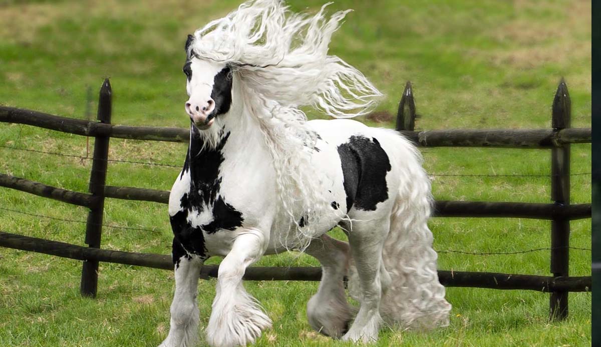 Gypsy Vanner - What a Beauty @San Samuel De Abril Criadero