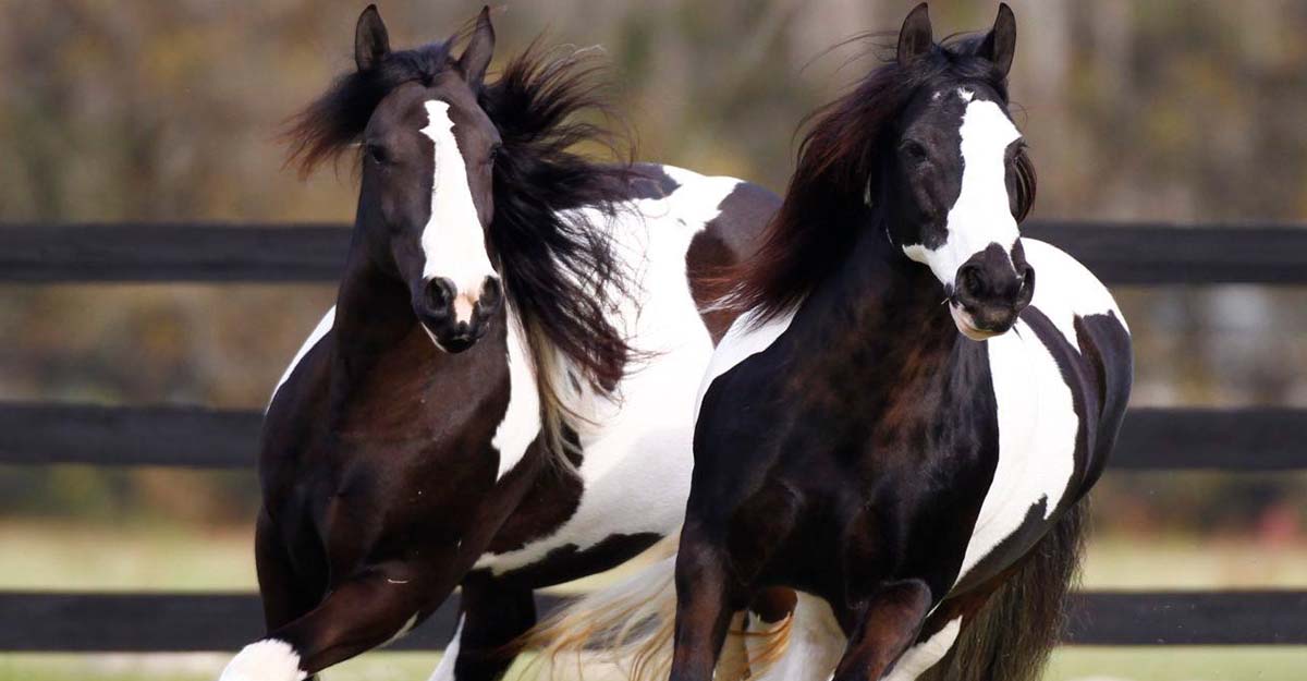 Kuchi, Gypsy Vanner Mare @Gypsy Gold Farm