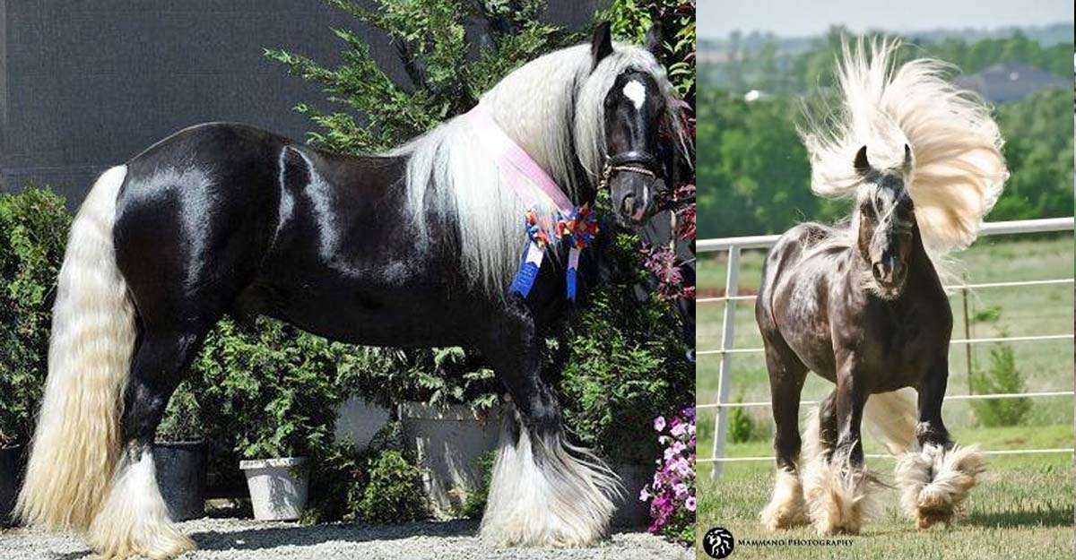 Gorgeous Gypsy Vanner Stallion - Silver Fox (The Hustler x Desert Jewel Rowan) @Lex Lin Gypsy Ranch