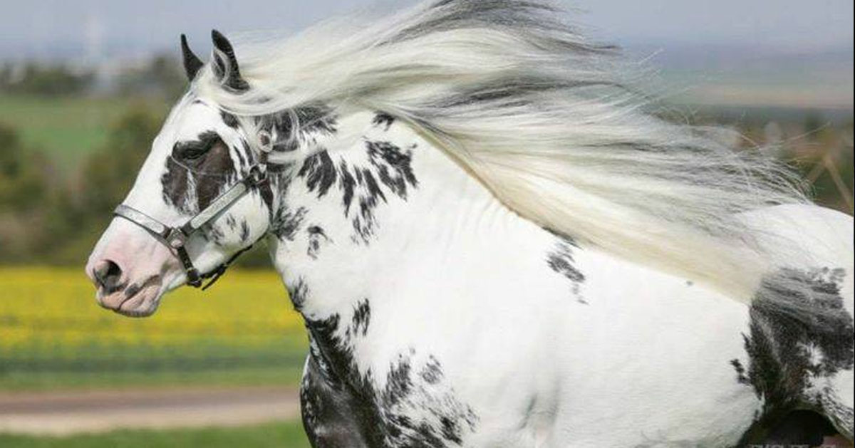 Beautiful Gypsy Vanner Stallion Named Splash