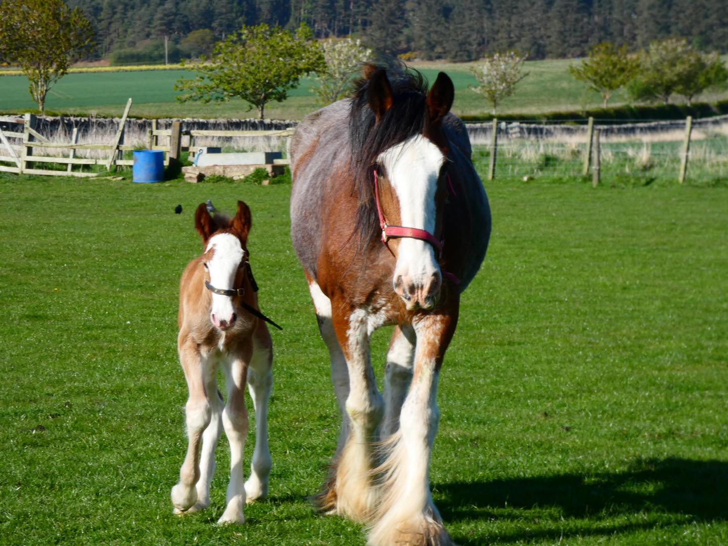 HAY FARM - HEAVY HORSE CENTRE