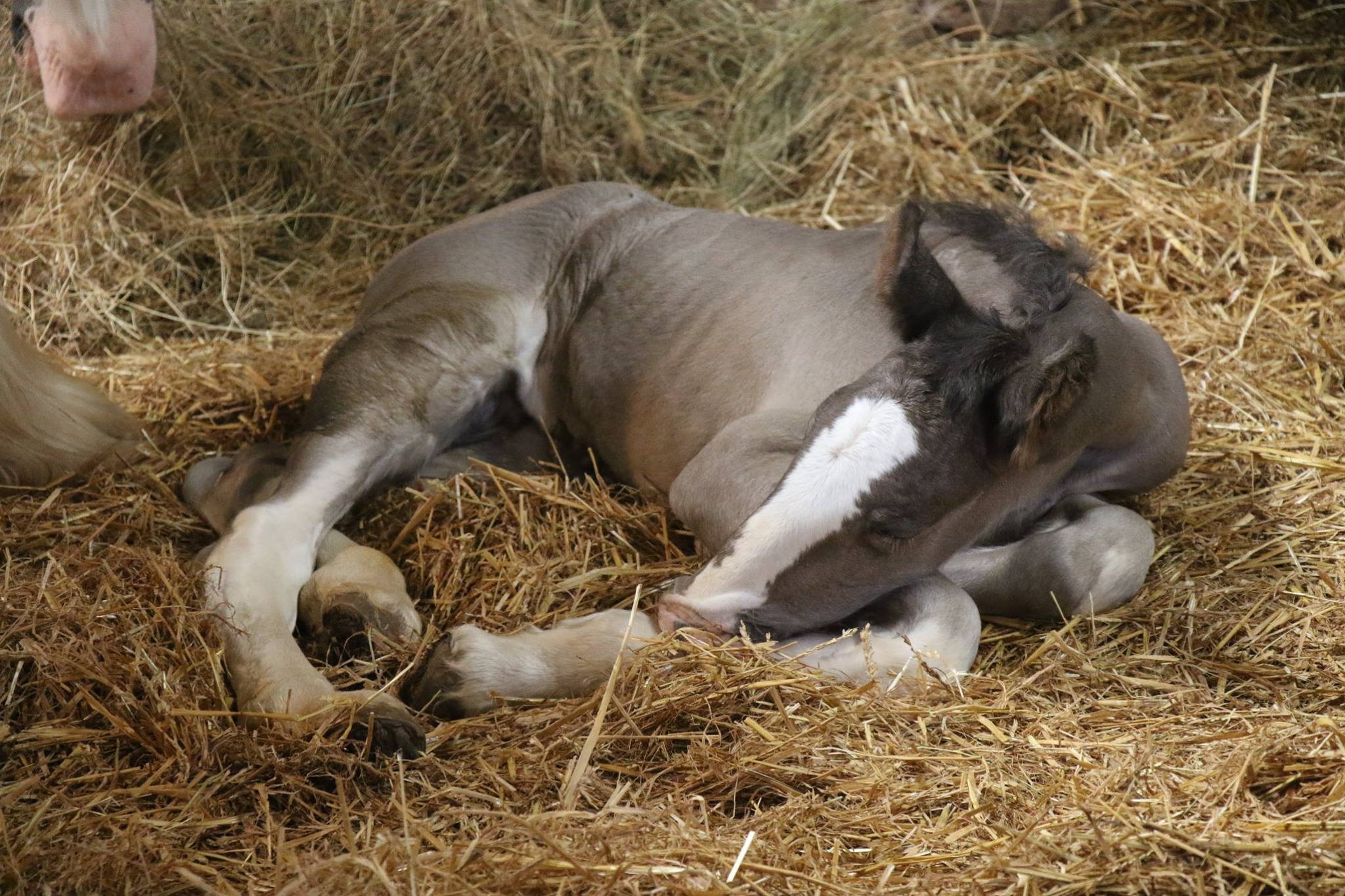 HEAVY HORSE CENTRE - Foal