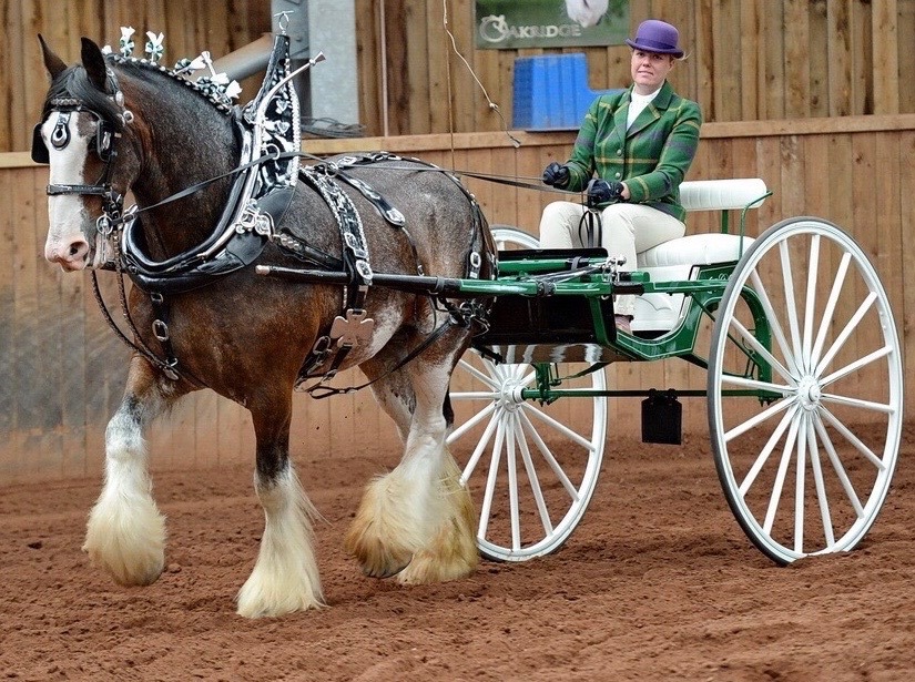 HEAVY HORSE CENTRE