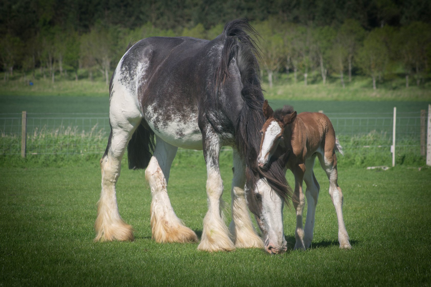 Hay Farm Heavy Horse Horse Centre - Berwick-upon-tweed, Northumberland