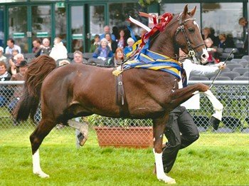 Hackney Horses