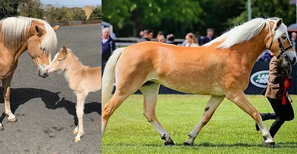 Haflinger Breeders