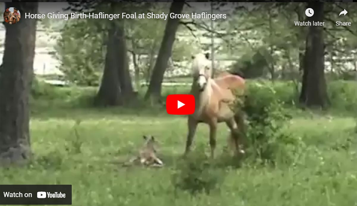Haflinger Foal at Shady Grove Haflingers