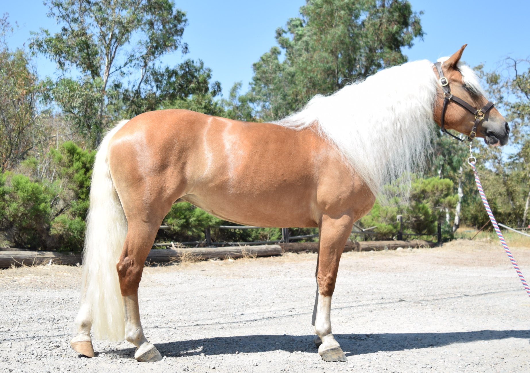 Haflinger Ponies For Sale