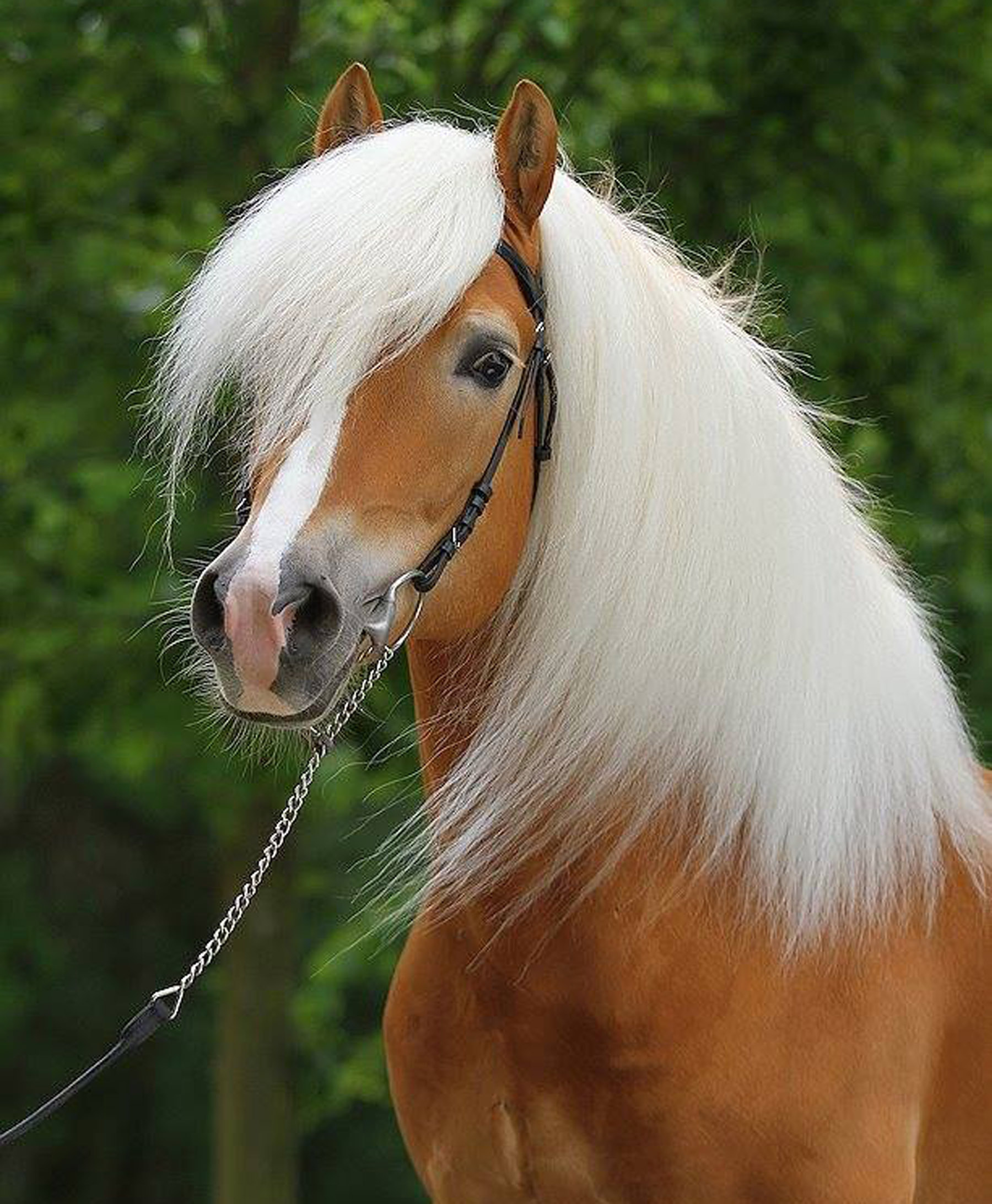 Haflinger Ponies