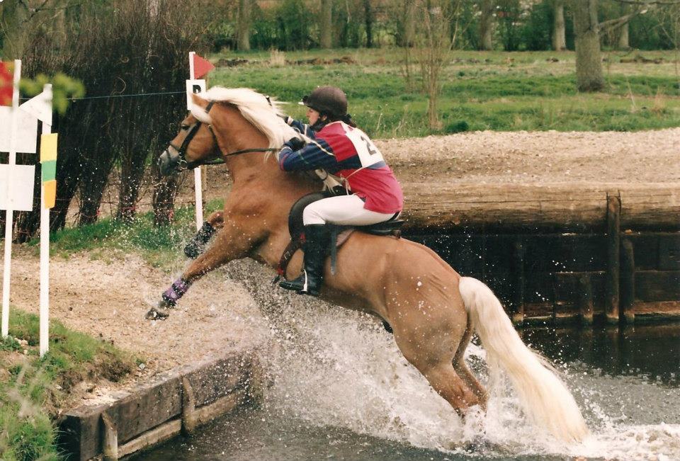 Haflinger Stallion - Haflinger Breeder - Alpine GB29