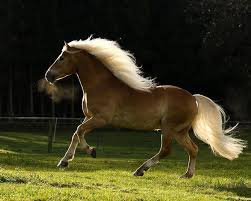 Haflinger