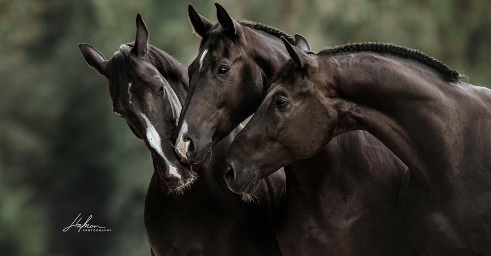 Hafner Photography, Switzerland