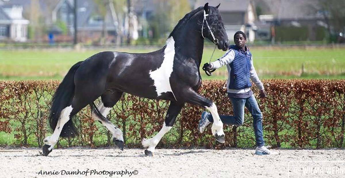 Haike BP54  - Barock Pinto Stallion - Coloured Stallion