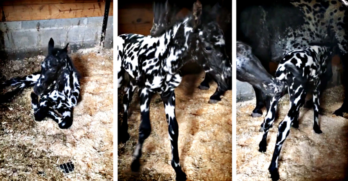 Majestic Half Friesian, Half Appaloosa Foal