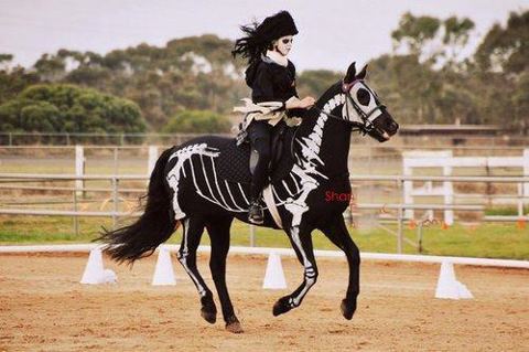 Halloween costumes for horses
