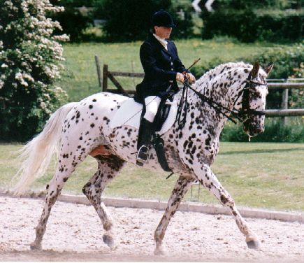 Hamlet Frydenlund - Knabstrupper Stallion