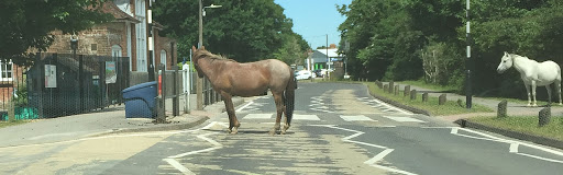 Hampshire - The English Forest Where Horses Roam Free