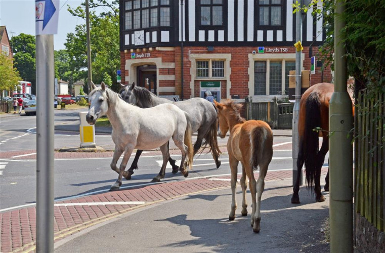 Hampshire - The English Forest Where Horses Roam Free