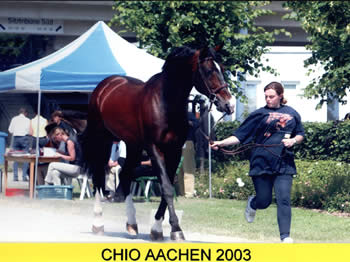 Handel Showjumping stallion