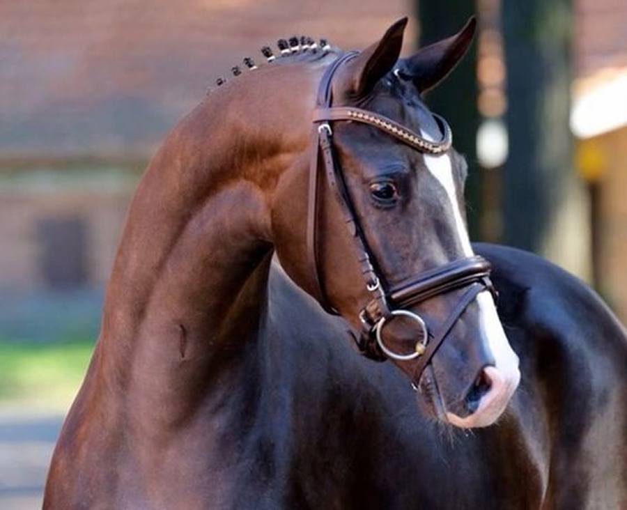 Hanoverian Horses