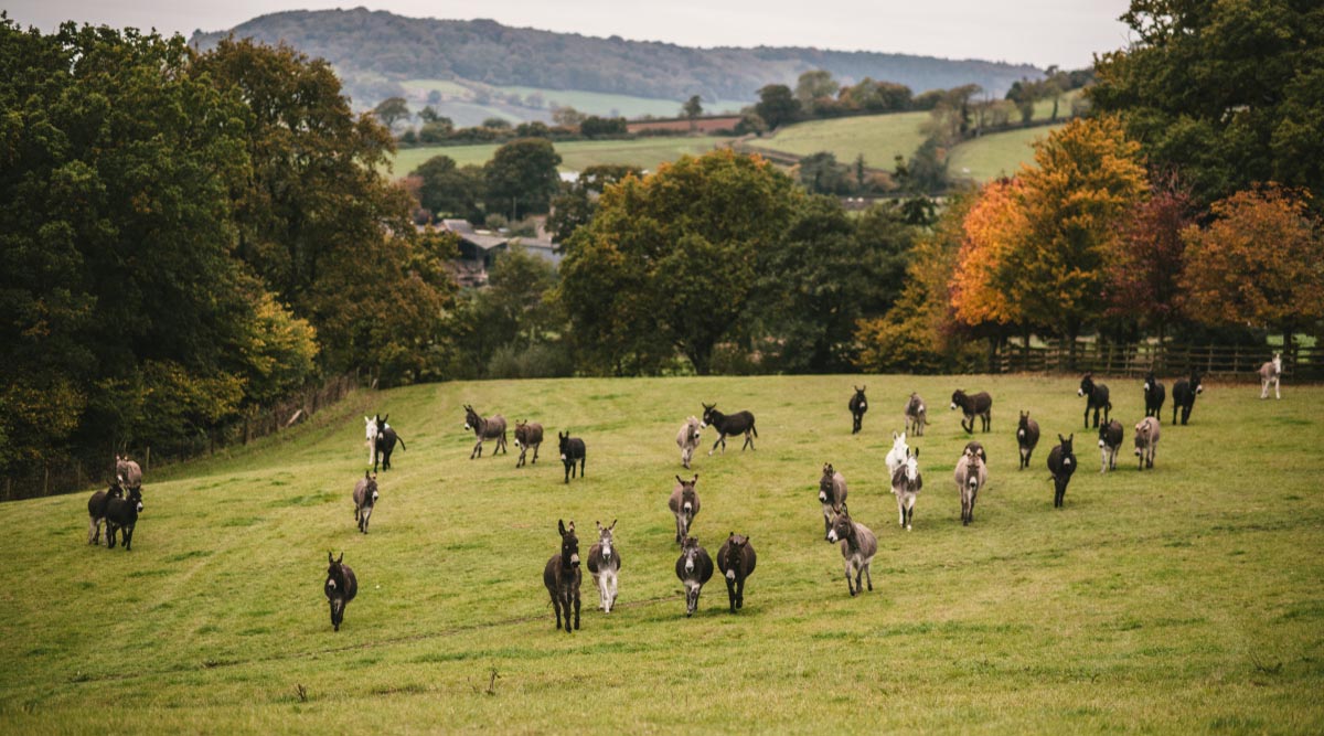 Happy Donkeys at Paccombe Farm