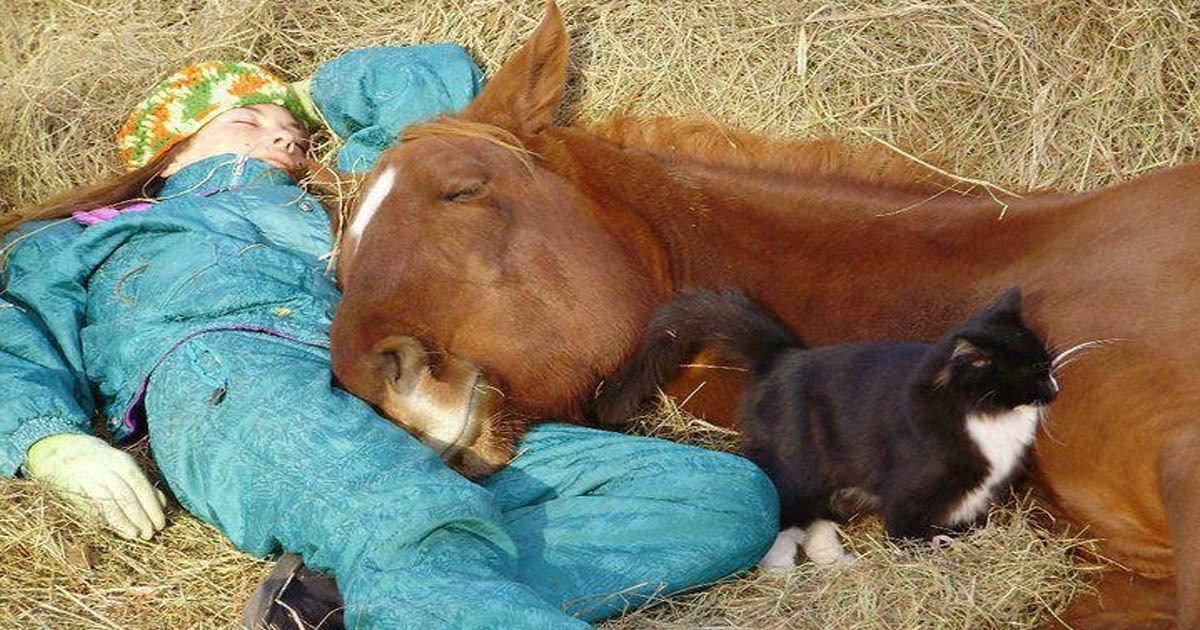 Happy Horses