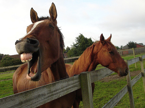 Horses enjoying the field