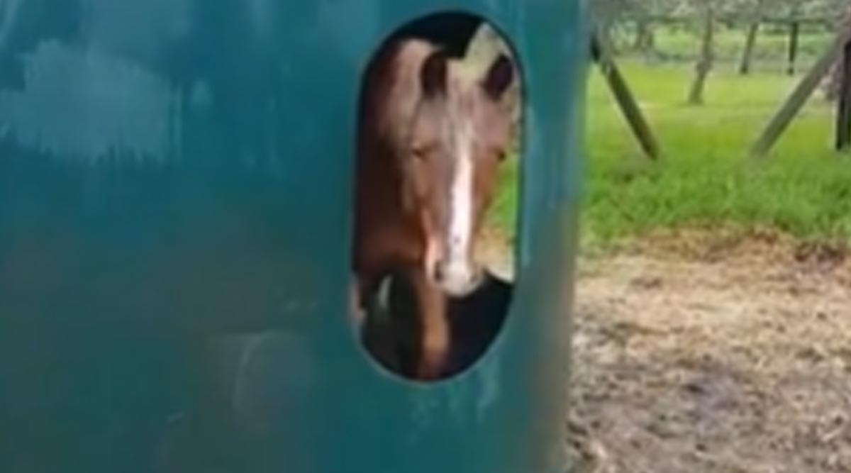 Hayhut Becomes Horse Shelter