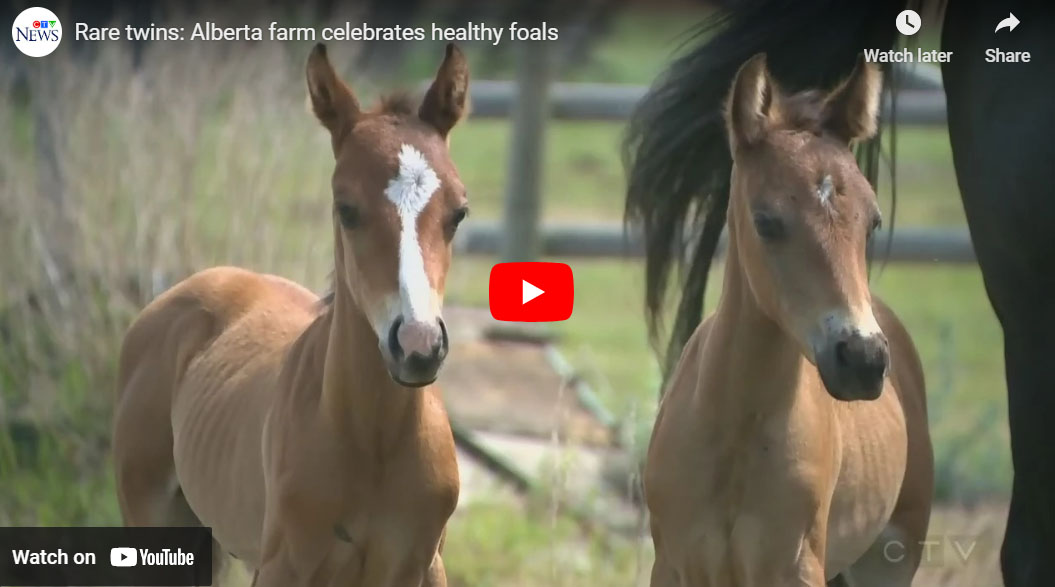 Alberta Farm Celebrates Rare Healthy Twin Foals