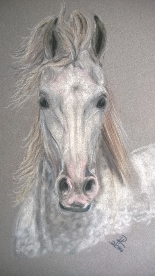 H R Horse Artist Portfolio