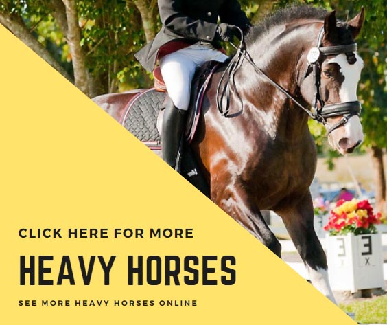 Heavy Horses