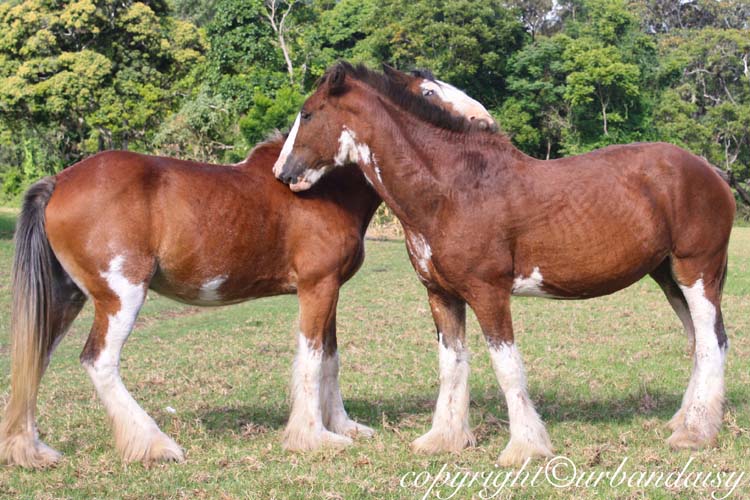 Breeds of Heavy Horse