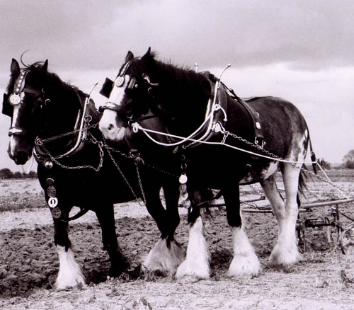 Breeds of Heavy Horse