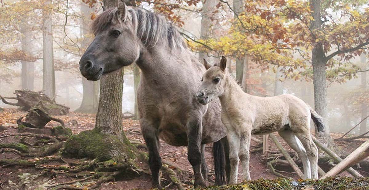 The Heck Horse Breed An Attempt To Bring Back Terpan Horses From Extinction