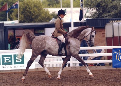 Hejaz -  Arab Show Horses Arab Horses