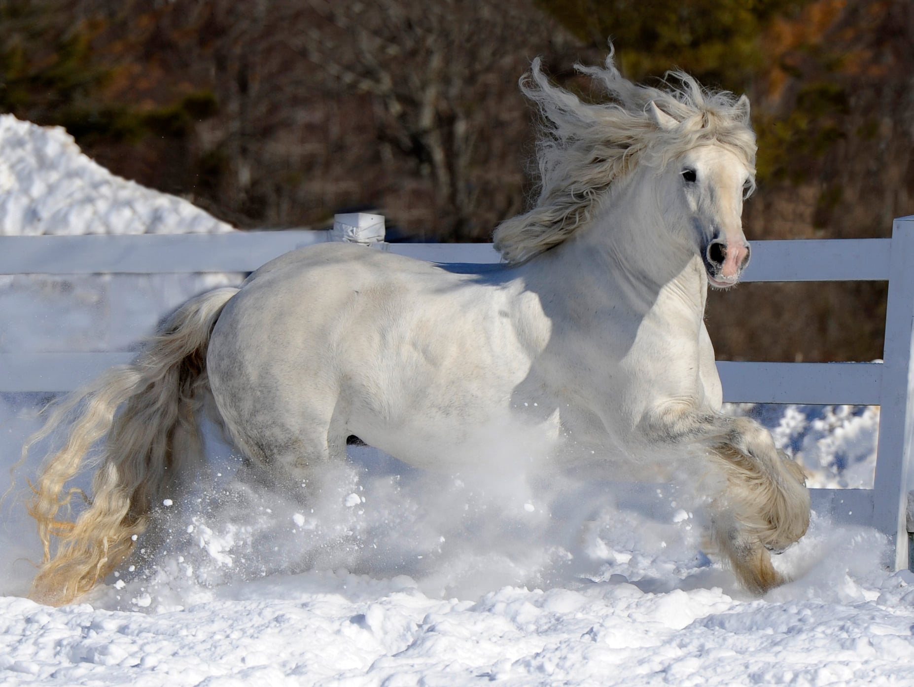 Helen Peppe - Horse Photography