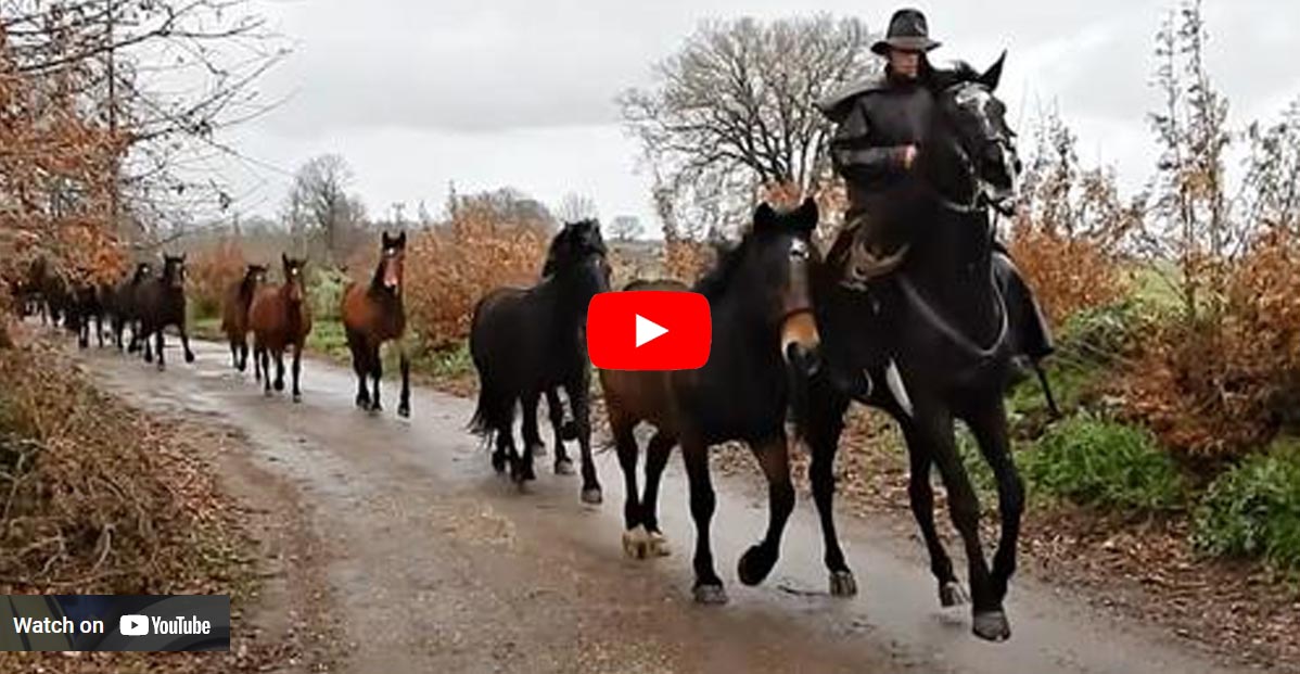 Herd Of Horses Show Off Their Majesty - Such A Beautiful Sound Of Horses Hooves
