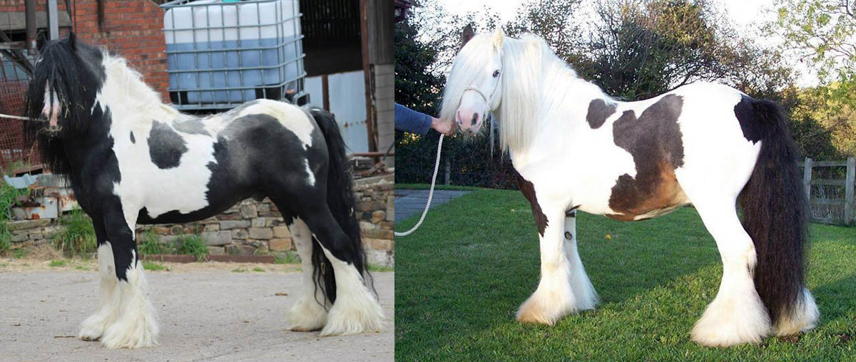 Hermits Ponies and Cobs Stud - Barnsley, Yorkshire